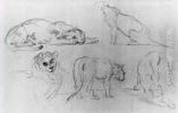 Cinq Etudes De Lionnes - view 1