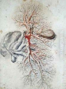 Blood vessels of the liver and the gall bladder