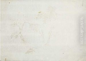 Troncs D'arbres Et Feuillages