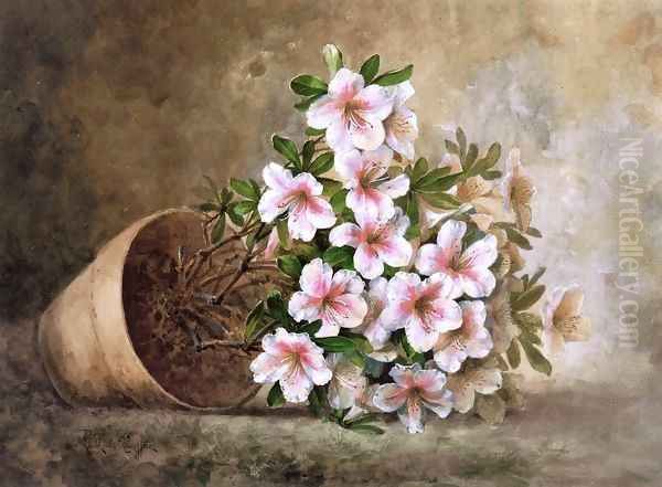 White Azaleas in a Flower Pot - view 1