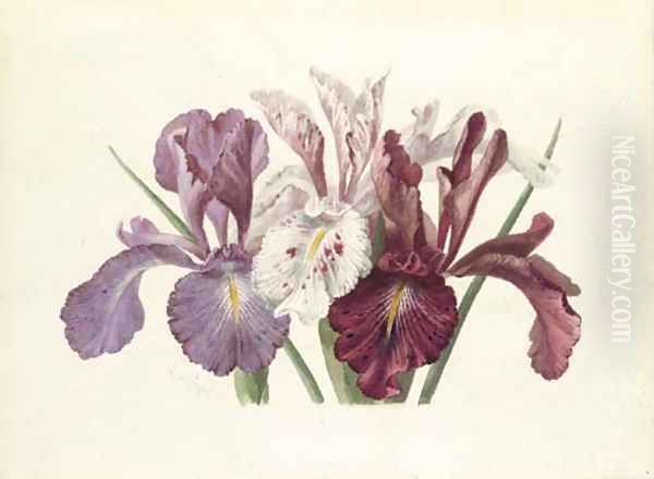 Iris xyphioides (English Iris) - view 1