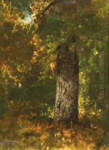 Etude D'arbres Etude D'arbres