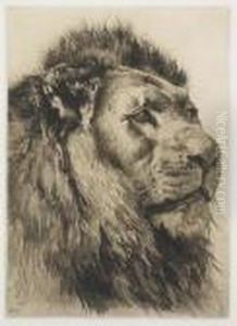 Head Of A Lion by Herbert Thomas Dicksee