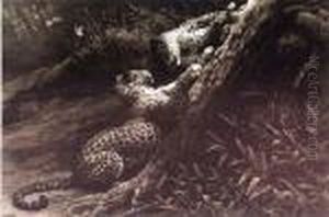 "play" - A Study Of Two Leopards - Etching