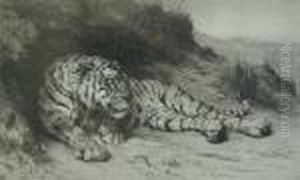Tiger Resting. by Herbert Thomas Dicksee