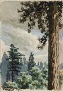 Pine Trees by Maynard Dixon