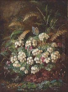 Heather and a butterfly