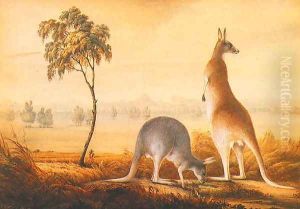 Kangaroos by John Lewin