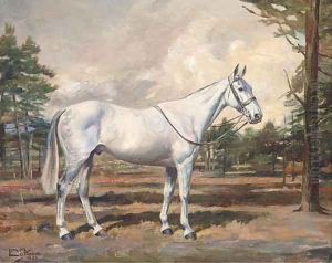 Irony, a saddled grey hunter in the grounds of Druids Lodge