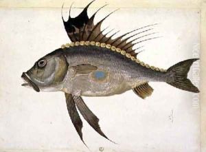 Fish by Jacopo Ligozzi
