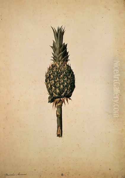 Pineapple (Bromelia ananas) - view 1