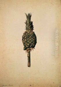 Pineapple (Bromelia ananas) by Jacopo Ligozzi