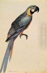 Psittacus Ararauna by Jacopo Ligozzi