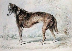 Lurcher by Charles Landseer