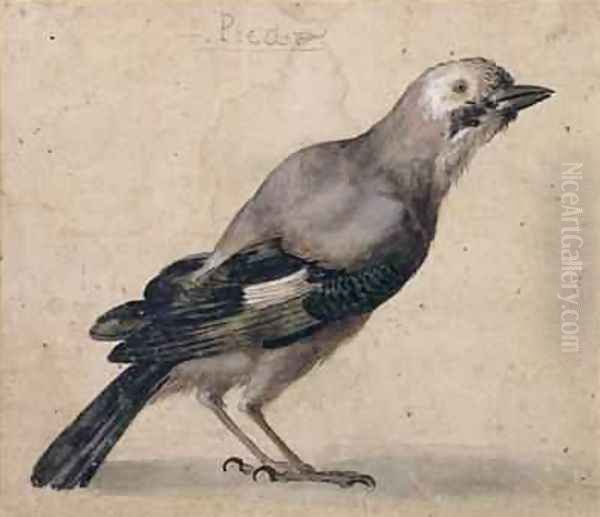 A Jay - view 1