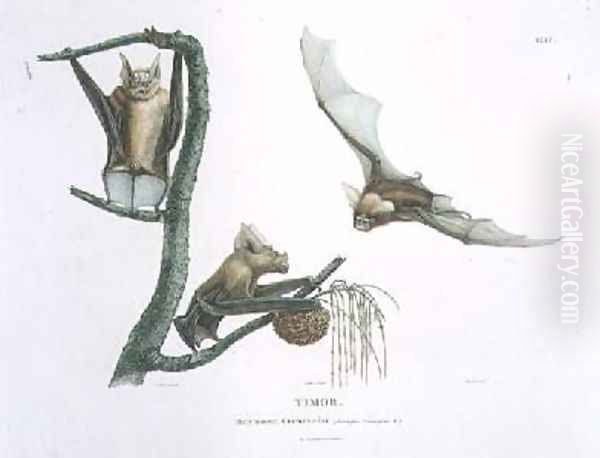 Rhinolophus Crumeniferus a Horseshoe Bat - view 1