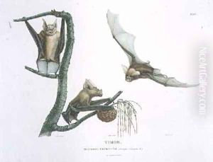 Rhinolophus Crumeniferus a Horseshoe Bat by Lesueur, Charles Alexandre