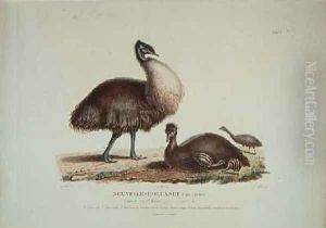 Family of New Holland Cassowarys by Lesueur, Charles Alexandre