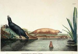 Duck-billed platypi of New South Wales by Lesueur, Charles Alexandre