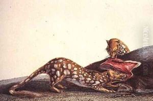 Long-tailed dasyure of New South Wales by Lesueur, Charles Alexandre