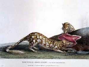 Dasyurus Macrourus a Long-Tailed Dasyure by Lesueur, Charles Alexandre