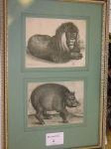 Recumbent Lion by Albrecht Durer