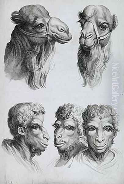 Similarities Between the Head of a Camel and a Man - view 1