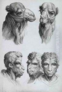 Similarities Between the Head of a Camel and a Man by Charles Le Brun