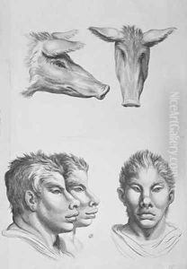 Simialarities Between the Head of an Easel and a Man