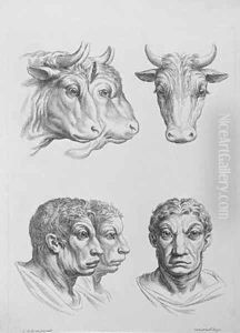 Similarities Between the Head of an Ox and a Man by Charles Le Brun