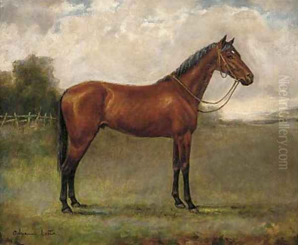 A bay horse in a paddock - view 1
