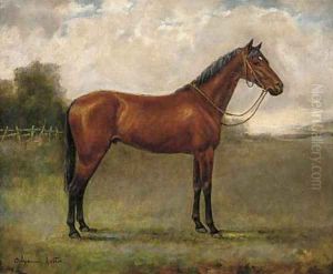 A bay horse in a paddock by Adrienne Lester