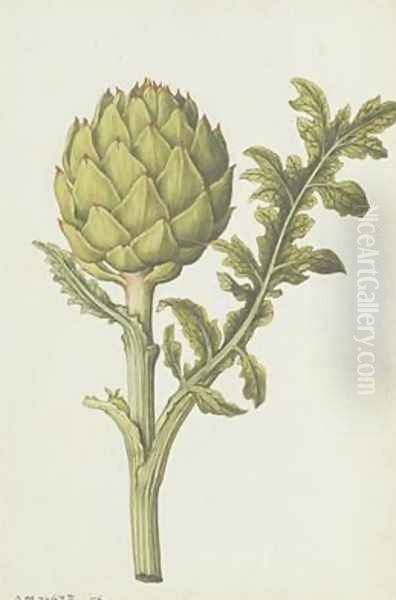 Artichoke Cynara scolymus - view 1