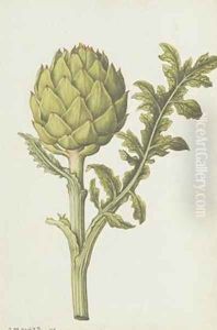 Artichoke Cynara scolymus by Jacques le Moyne de Morgues