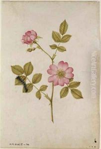 Rosa Canina Dogrose and Caterpillar by Jacques le Moyne de Morgues