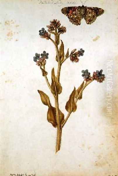 Anchusa officinalis with Painted Lady Butterfly - view 1