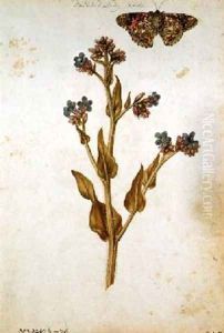Anchusa officinalis with Painted Lady Butterfly by Jacques le Moyne de Morgues