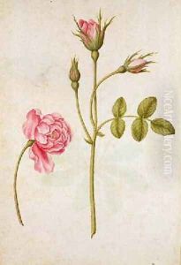 Pink Rose Pink Rose