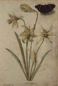 Wild Daffodil and Red Admiral by Jacques le Moyne de Morgues