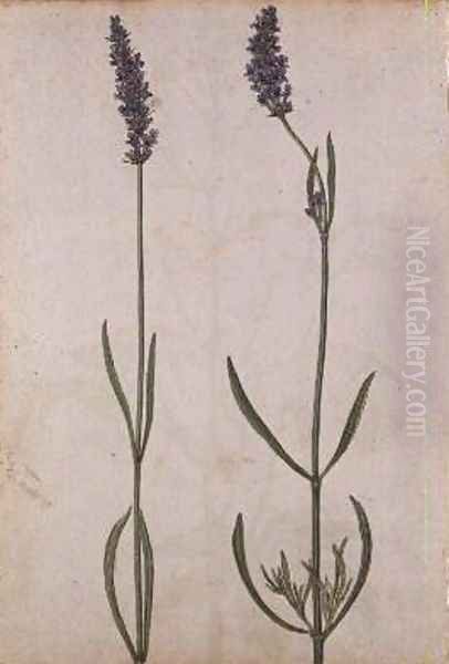 Lavandula officinalis Old English Lavender - view 1