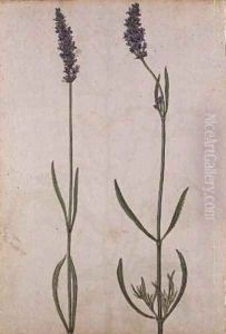Lavandula officinalis Old English Lavender by Jacques le Moyne de Morgues