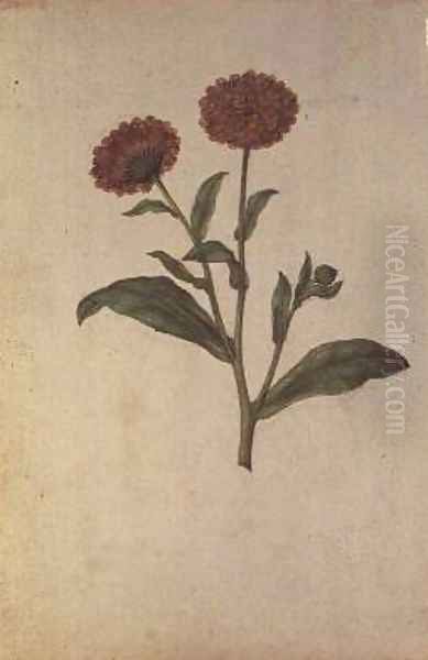 Calendula officinalis - view 1