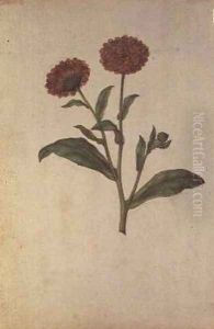 Calendula officinalis