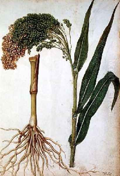 Setaria italica - view 1