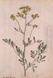 Ruta graveolens by Jacques le Moyne de Morgues