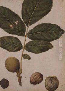 Walnut