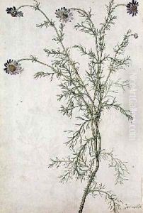 Chamaemelum nobile Allioni by Jacques le Moyne de Morgues
