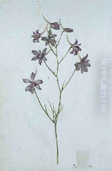 Delphinium ajacis - view 1