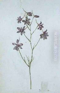 Delphinium ajacis by Jacques le Moyne de Morgues