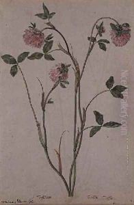 Triflorium pratense by Jacques le Moyne de Morgues